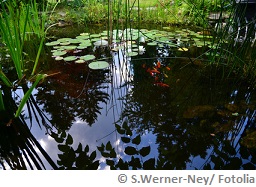 Braunes Wasser im Teich